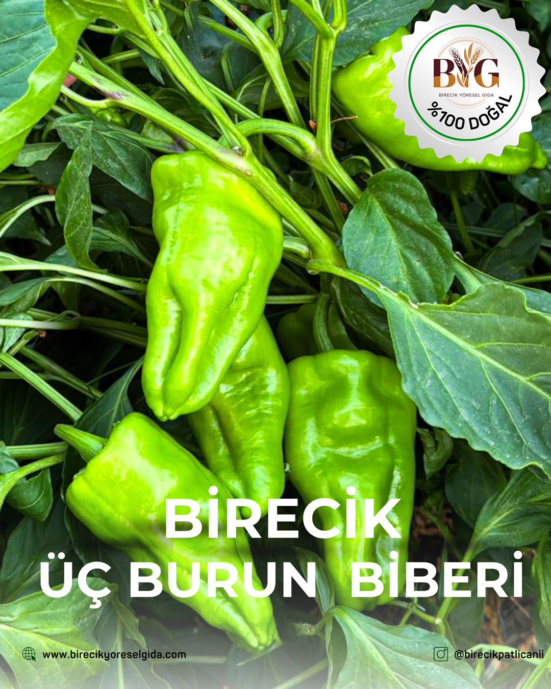 Birecik Üç Burun Biberi